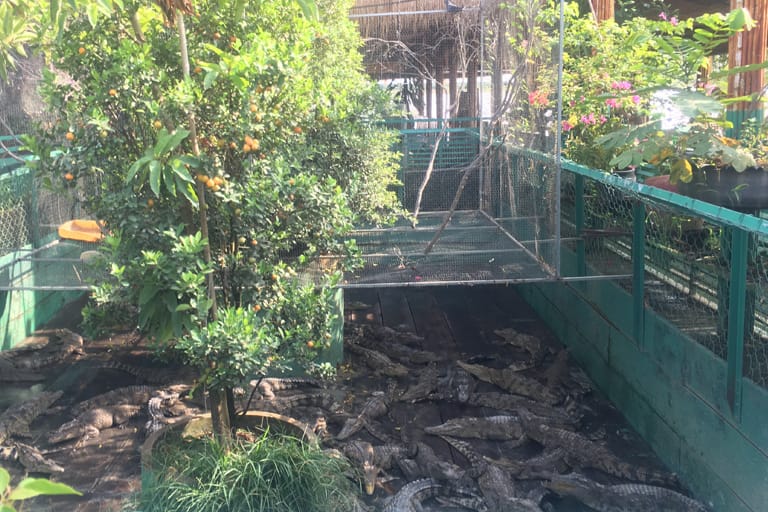Crocodile farm and fish farm
