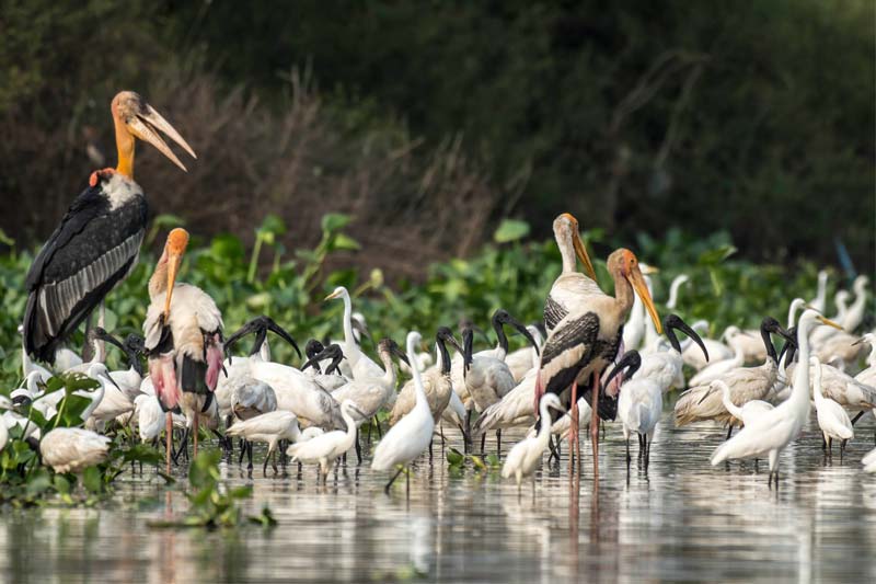 Greater-adjutant-and-storks-at-Prek-Toal