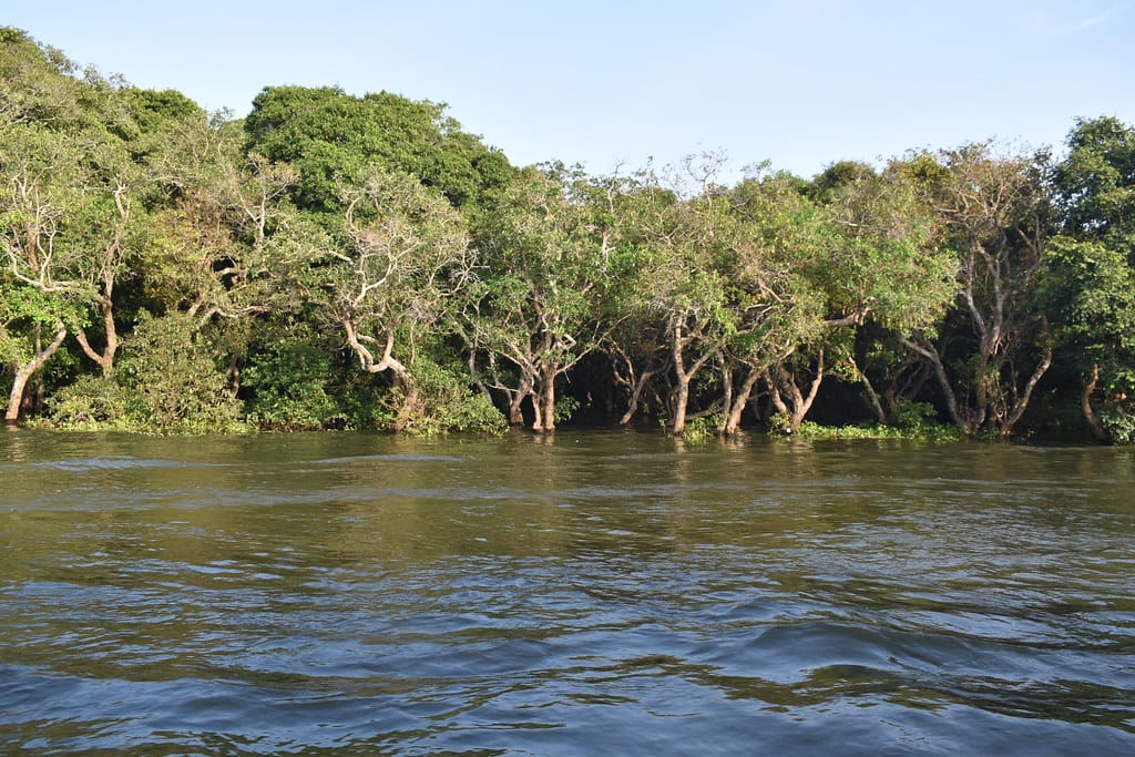 Mangrove at Kampong Phluk