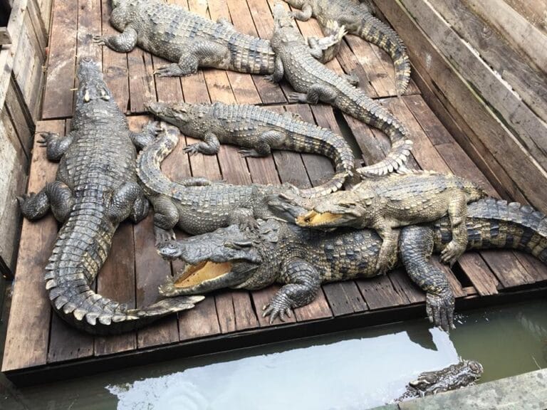 chongkneascrocs